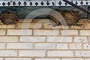 Swallow`s Nest. little swallow chick in the nest