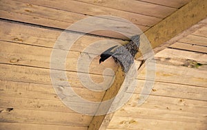 Swallow\'s nest under a wooden roof