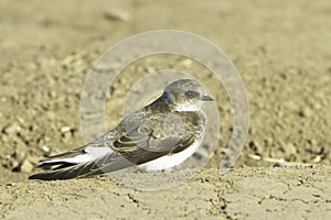 Swallow Sand Martin / Riparia riparia