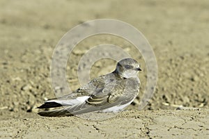 Swallow Sand Martin / Riparia riparia