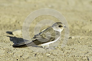 Swallow Sand Martin / Riparia riparia