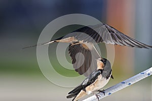 Swallow - sensitivity and delicacy when feeding offspring