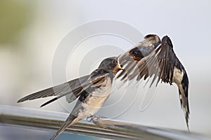 Swallow - sensitivity and delicacy when feeding offspring