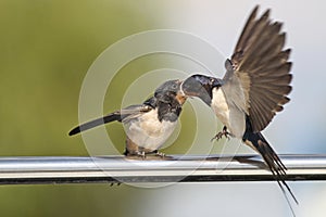 Swallow - sensitivity and delicacy when feeding offspring