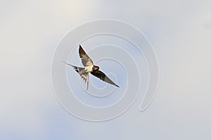 Swallow soars in the blue sky wings