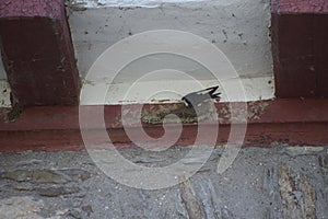 Swallow starting to build a Nest photo