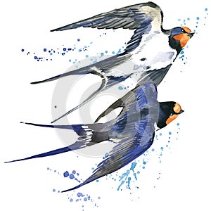 Swallow. Swallow watercolor illustration.