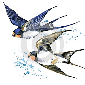 Swallow. Swallow watercolor illustration. photo