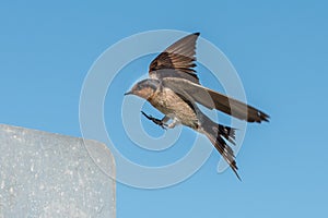 Swallow swift on the deep blue cloudy sky