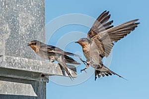 Swallow swift on the deep blue cloudy sky