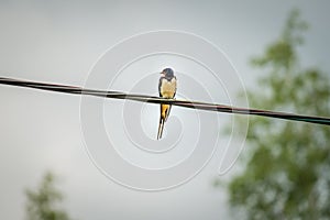 Swallow swift perching on a wire