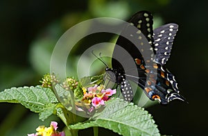 Swallow Tail Butterfly