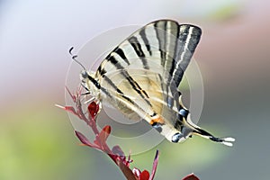 Swallow tail butterfly machaon close up portrait photo