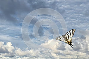 Swallow tail butterfly machaon close up portrait photo