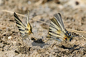 Swallow tail butterfly photo