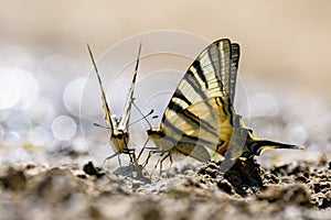 Swallow tail butterfly photo