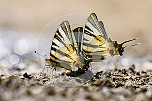 Swallow tail butterfly photo