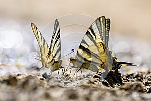 Swallow tail butterfly photo