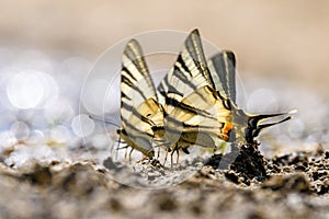 Swallow tail butterfly photo