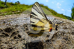 Swallow tail butterfly photo