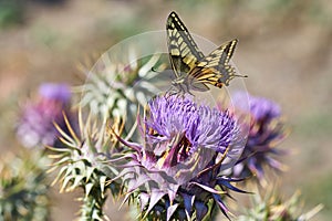 Swallow tail at a thistle bloom
