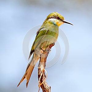 Swallow-tailed Bee-eater