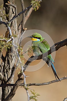 Swallow-tailed Bee-eater