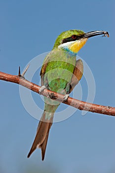 Swallow-tailed bee-eater