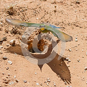 Swallow-tailed Bee-eater flies away from its burrow nest