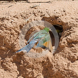 Swallow-tailed Bee -eater in flight