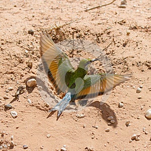 Swallow-tailed Bee -eater in flight