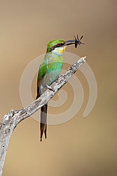 Swallow-tailed bee-eater with insect prey