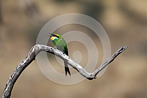 Swallow-Tailed Bee-Eater (Merops hirundineus)