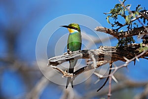 Swallow-Tailed Bee-Eater (Merops hirundineus)