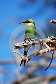 Swallow-Tailed Bee-Eater (Merops hirundineus)