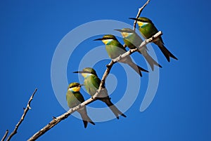 Swallow-Tailed Bee-Eater (Merops hirundineus)