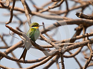 Swallow-tailed bee-eater Merops hirundineus chrysolaimus