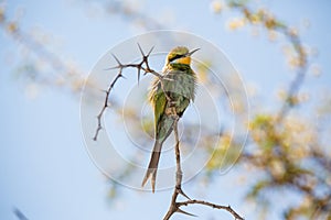 Swallow Tailed Bee Eater on a thorn branch