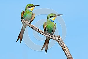 Swallow-tailed bee-eaters on a branch