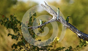 Swallow-tailed Bee-eaters perched on a thorn tree