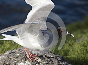 Swallow-tailed Gull photo