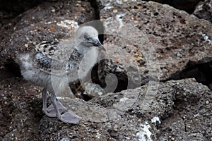 Swallow-tailed gull chick