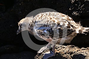 Swallow Tailed Gull chick