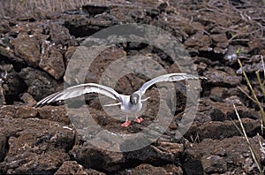Swallow Tailed Gull, creagrus furcatus, Adult Taking off from Rocks, Galapagos Islands photo