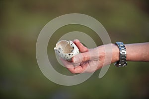 Swallow-tailed gull Creagrus furcatus - egg shell photo
