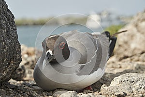 The swallow-tailed gull, Creagrus furcatus, is an equatorial seabird and the only fully nocturnal gull and seabird in photo
