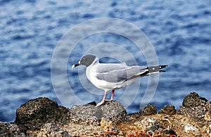 Swallow Tailed Gull, creagrus furcatus, Galapagos Islands photo