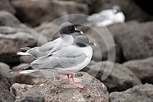 Swallow-tailed Gull in Galapagos Islands photo