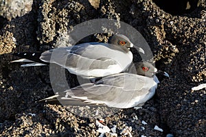Swallow-tailed gull Creagrus furcatus mating at Genovesa Island, Galapagos Islands photo