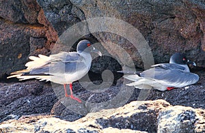 Swallow tailed gull Creagrus furcatus north seymour island Galapagos Ecuador